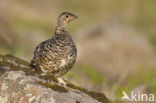 Alpensneeuwhoen (Lagopus muta)