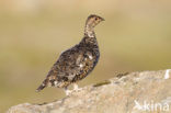 Alpensneeuwhoen (Lagopus muta)