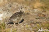 Alpensneeuwhoen (Lagopus muta)