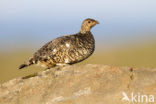 Alpensneeuwhoen (Lagopus muta)