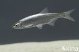 Bleak (Alburnus alburnus)