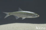Bleak (Alburnus alburnus)
