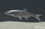 Bleak (Alburnus alburnus)