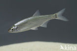 Bleak (Alburnus alburnus)