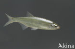 Bleak (Alburnus alburnus)