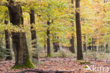 Red Oak (Quercus rubra)