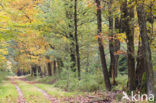 Red Oak (Quercus rubra)