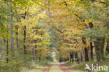 Red Oak (Quercus rubra)