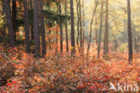 Red Oak (Quercus rubra)