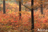 Red Oak (Quercus rubra)