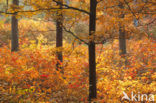 Red Oak (Quercus rubra)