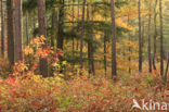 Red Oak (Quercus rubra)
