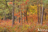 Red Oak (Quercus rubra)