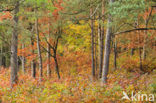 Red Oak (Quercus rubra)