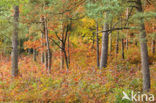Red Oak (Quercus rubra)