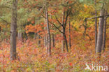 Red Oak (Quercus rubra)