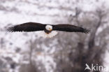 American bald eagle (Haliaeetus leucocephalus)