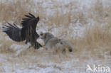 American bald eagle (Haliaeetus leucocephalus)