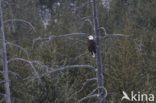 Amerikaanse Zeearend (Haliaeetus leucocephalus)