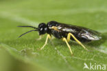 Aneugmenus coronatus