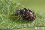 Anthrenocerus australis