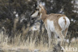 antilope