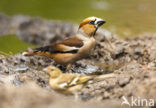 Appelvink (Coccothraustes spec.)