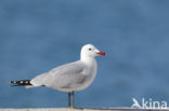 Audouin’s Gull (Larus audouinii) 