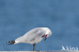 Audouin’s Gull (Larus audouinii) 