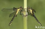 Beekrombout (Gomphus vulgatissimus) 