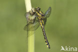 Beekrombout (Gomphus vulgatissimus) 