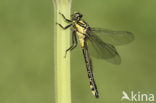 Beekrombout (Gomphus vulgatissimus) 