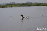 Shelduck (Tadorna tadorna)