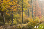 Beech (Fagus sylvatica)