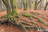 Beech (Fagus sylvatica)