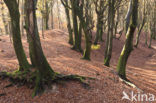 Beech (Fagus sylvatica)