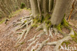 Beuk (Fagus sylvatica)