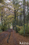 Beech (Fagus sylvatica)