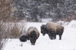 Bizon (Bison bison) 