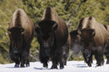 Bizon (Bison bison) 