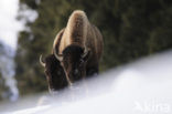 Bizon (Bison bison) 