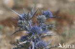 Eryngium spec