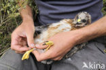 Northern Harrier