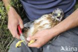 Northern Harrier