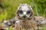 Northern Harrier