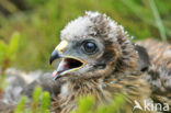 Northern Harrier