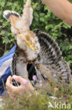 Northern Harrier