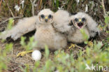 Northern Harrier