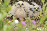 Northern Harrier