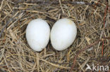 Northern Harrier